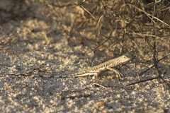Callisaurus draconoides