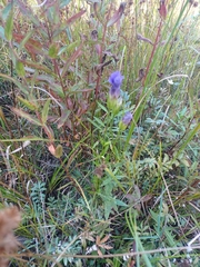 Gentianopsis