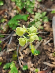 Pterygodium catholicum