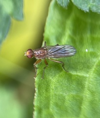 Cordilura