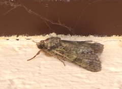 Polyphaenis sericata