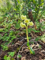 Pterygodium catholicum