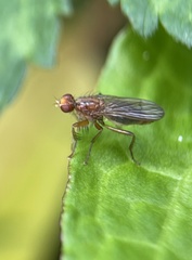 Cordilura