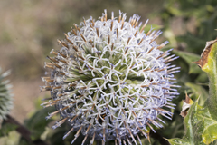 Echinops