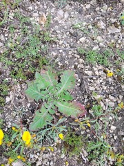 Taraxacum serotinum