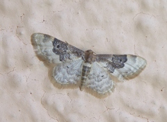 Idaea rusticata
