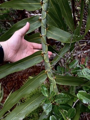 Flagellaria neocaledonica