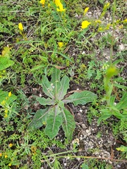 Taraxacum serotinum