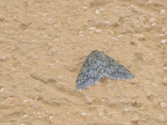 Tephronia sepiaria