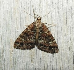 Pseudocoremia productata