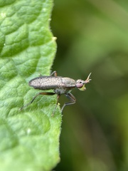 Coremacera marginata