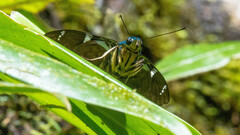 Astraptes fulgerator