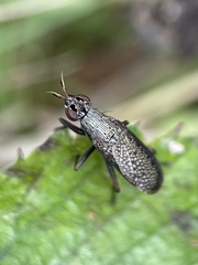 Coremacera marginata