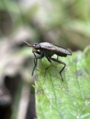 Coremacera marginata