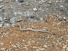 Crotalus pyrrhus