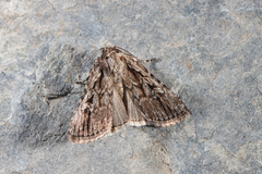 Dichagyris signifera