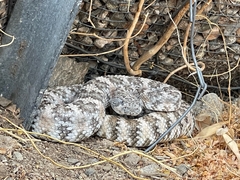 Crotalus pyrrhus