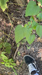 Ampelopsis cordata