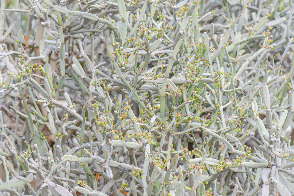 Cissus subaphylla