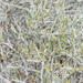 Cissus subaphylla - Photo (c) Morten Ross, algunos derechos reservados (CC BY-NC), subido por Morten Ross