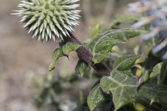 Echinops