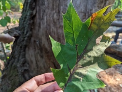 Apiognomonia errabunda