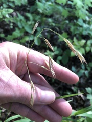 Bromus latiglumis