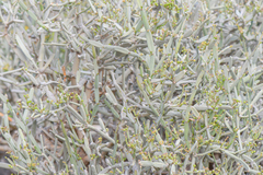 Cissus subaphylla image