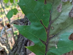 Apiognomonia errabunda