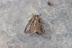 Dichagyris signifera
