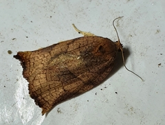 Archips podana