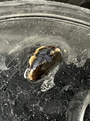 Mytilus edulis