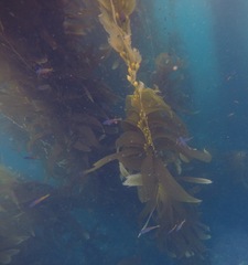 Chromis punctipinnis