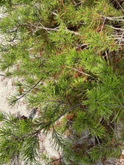 Pinus