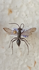 Auplopus carbonarius