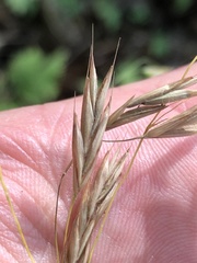 Bromus latiglumis