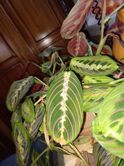 Maranta