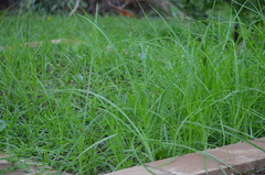 Paspalum notatum