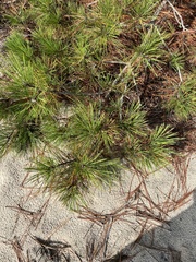 Pinus