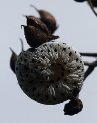 Tenthredo scrophulariae