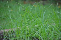 Paspalum notatum