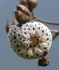 Tenthredo scrophulariae