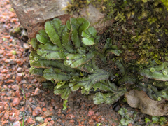 Marchantia polymorpha polymorpha