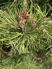 Pinus