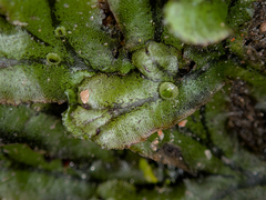 Marchantia polymorpha polymorpha