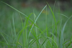 Paspalum notatum