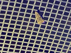 Dichomeris punctipennella