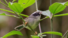 Basileuterus melanogenys