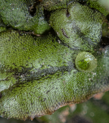 Marchantia polymorpha polymorpha