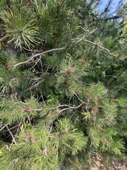 Pinus